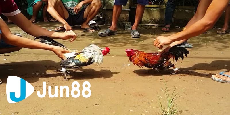 luật đá gà tre luật đá gà tre