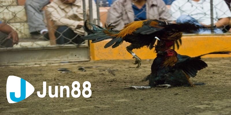 luật đá gà tre luật đá gà tre