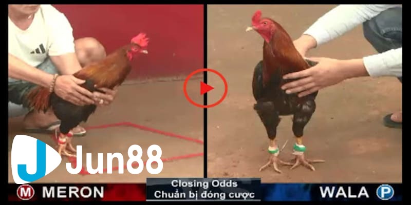 xem đá gà hay nhất