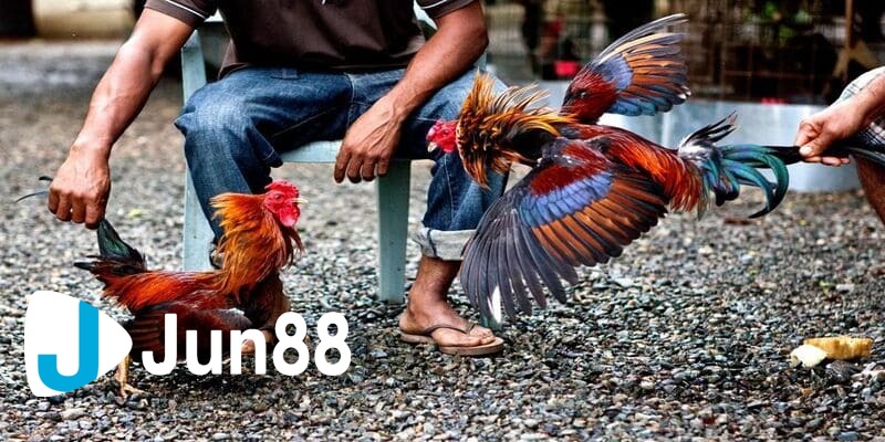 xem đá gà hay nhất