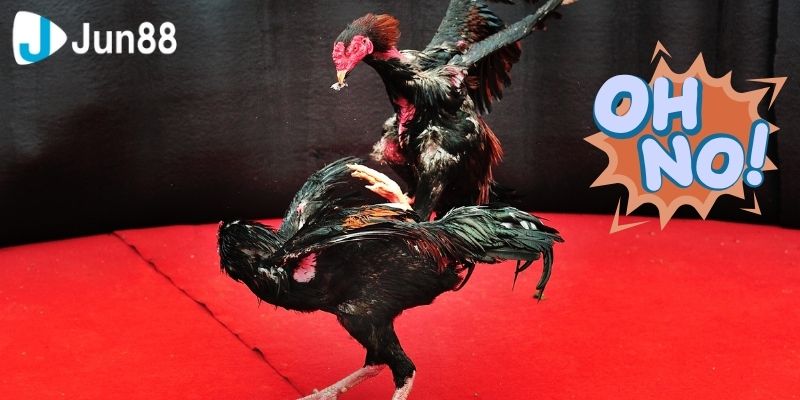 Một số lưu ý khi xem đá gà VSS388 cho người mới