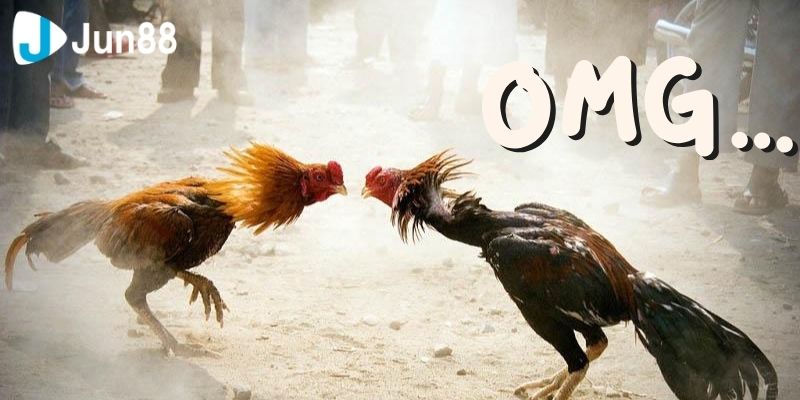 Các thể loại cá cược đá gà VSS388