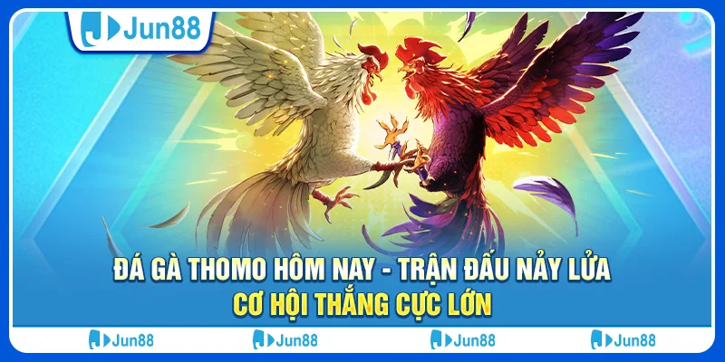 Đá gà Thomo hôm nay - Trận đấu nảy lửa, cơ hội thắng cực lớn