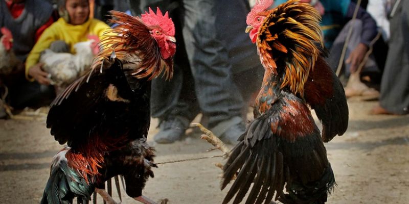 doi-net-ve-loai-da-ga-thomo