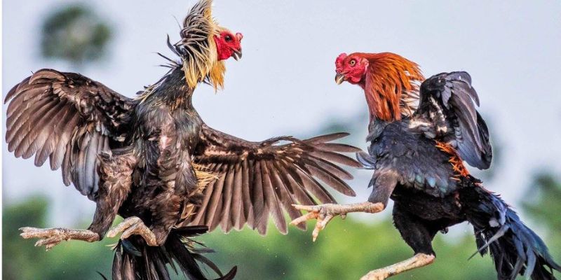 tham-gia-da-ga-tai-nen-tang-de-dang