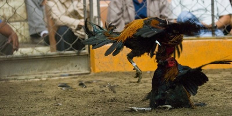 tham-gia-tai-nen-tang-mang-lai-co-hoi-kiem-thuong