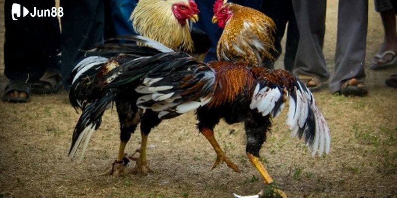 cach-phan-tich-va-chon-tran-dau-da-ga-88-hieu-qua