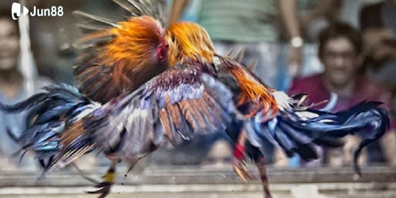 loi-khuyen-tu-chuyen-gia-va-nhung-bi-quyet-choi-da-ga-88