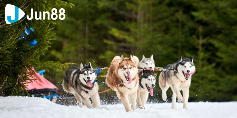 Cá cược đua chó