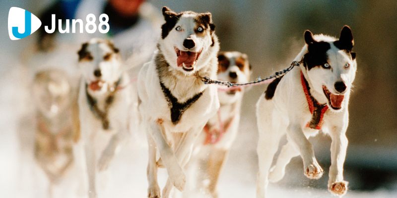 Cá cược đua chó