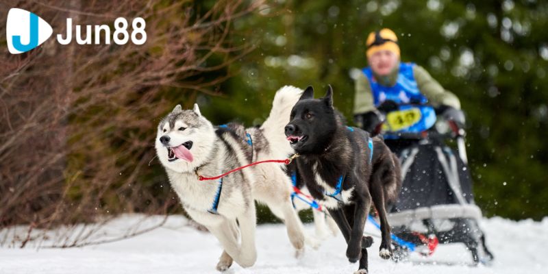 Cá cược đua chó