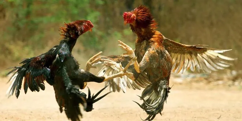 Chi tiết cách tham gia bộ môn đá gà một cách dễ dàng