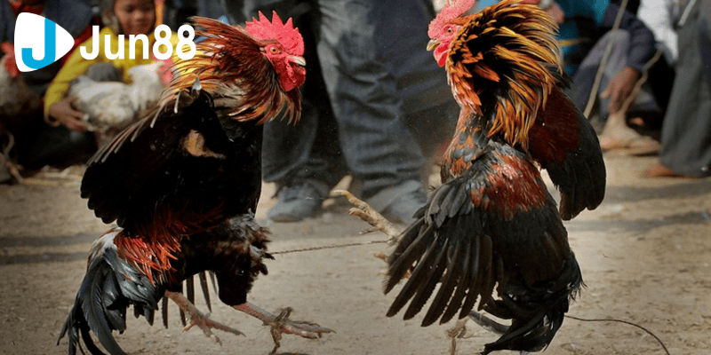 đá gà 88