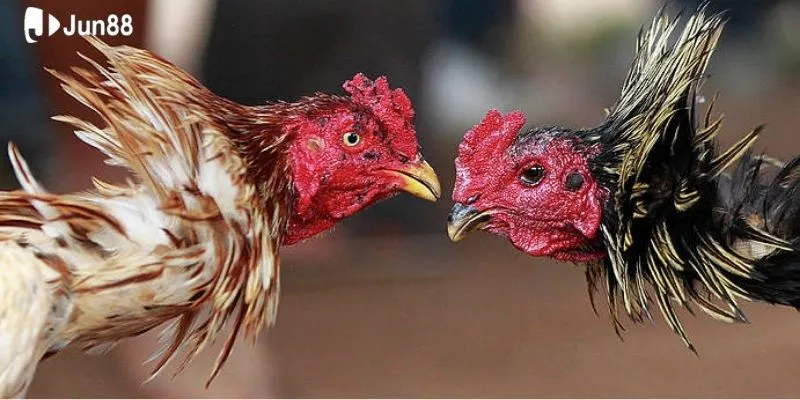 ly-do-ban-nen-tham-gia-truc-tiep-da-ga-thomo_19_11zon