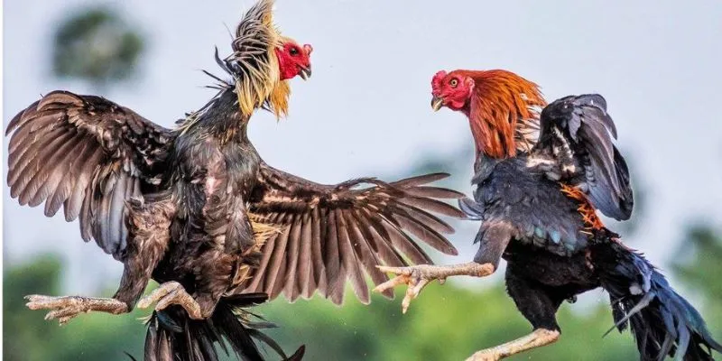 Một vài chiến thuật đá gà bổ ích dành cho newbie