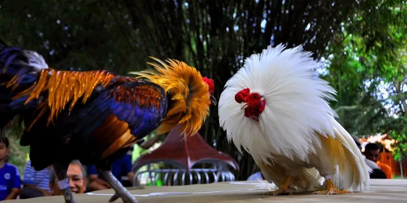 Tổng quan một số thông tin cơ bản về bộ mô đá gà tre nhanh