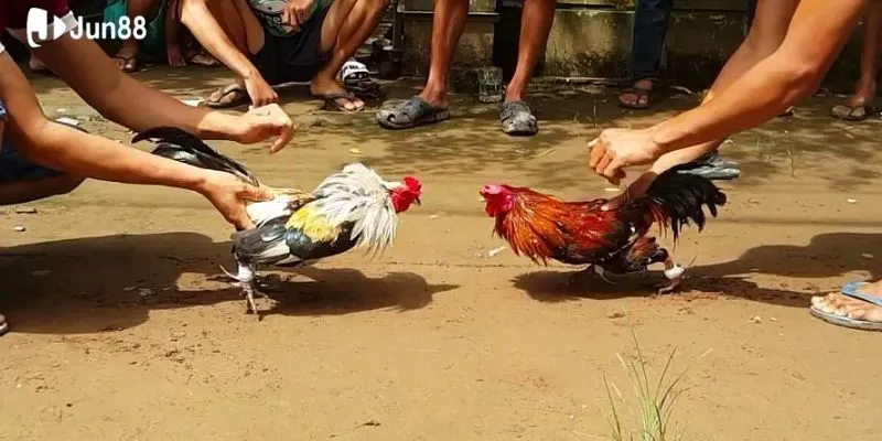 huong-dan-xem-truc-tiep-da-ga-thomo