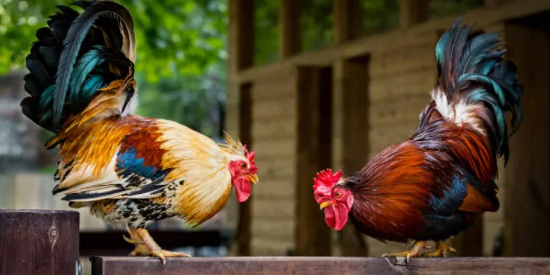 Lợi ích của việc đá gà trên mạng