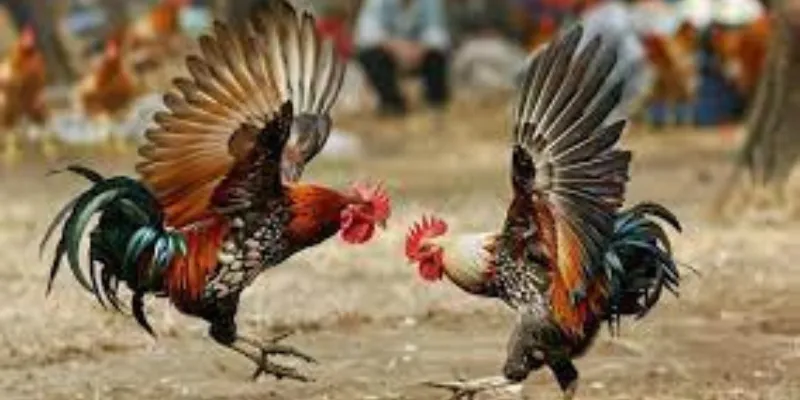 Kinh nghiệm đá gà trên mạng cho người mới bắt đầu