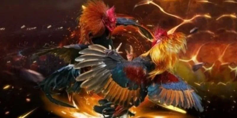 Cách thức hoạt động của đá gà cơ bản